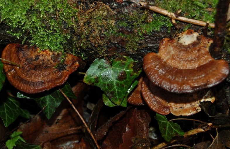 Funghi del 14 gennaio.